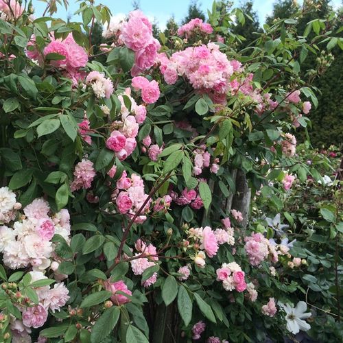 Rozenstruik kopen - klimroos - roze - Rosa Belle de Sardaigne™ - zacht geurende roos - Dominique Massad - Doorbloeiende rambler met zeer kleine bleekroze bloemen.